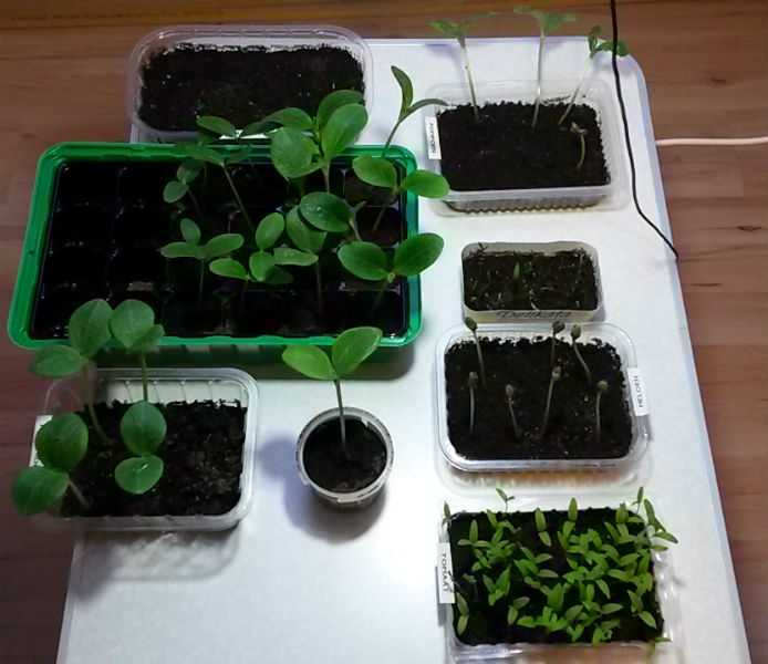 Kleine Pflanzen im Haus