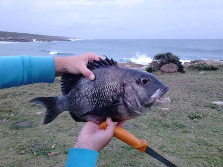 bream.JPG