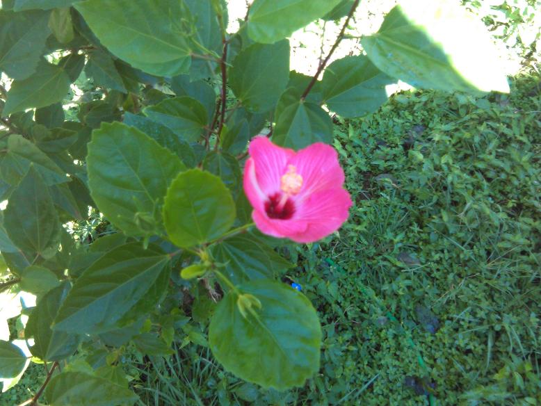 Was fürs Auge , nicht alle Pflanzen sind hier um gegessen zu werden