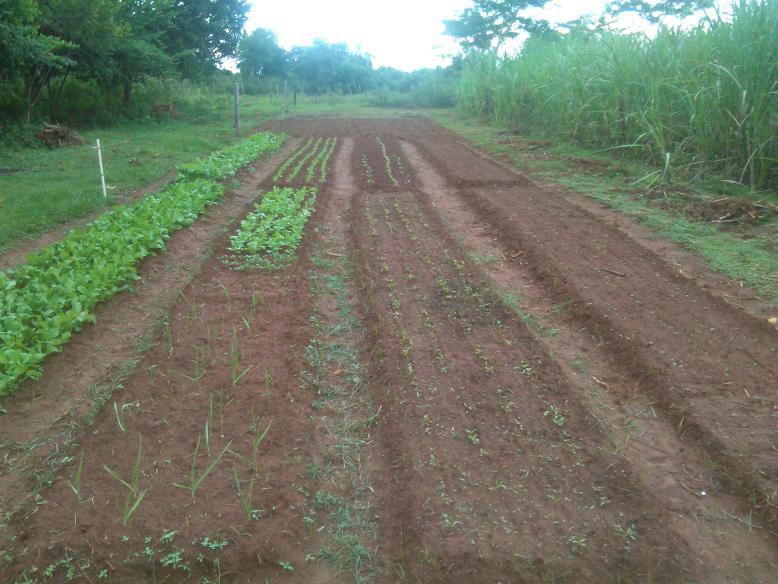 So langsam wächst der Gemüsegarten....