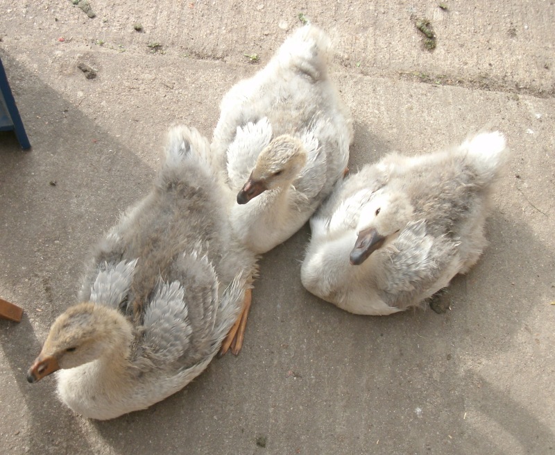 steinbacher kampfgänse ganz brav