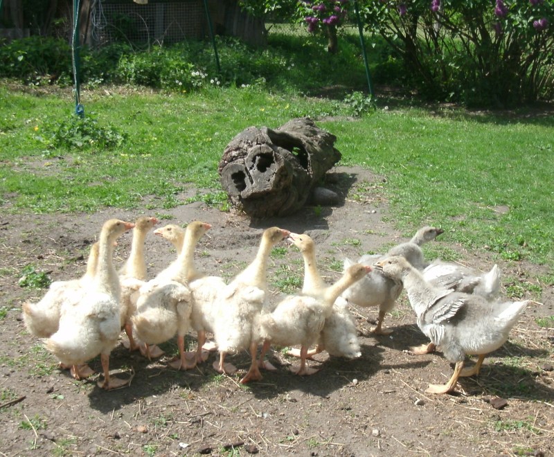 tagsüber freigang - abends geordnet in den stall