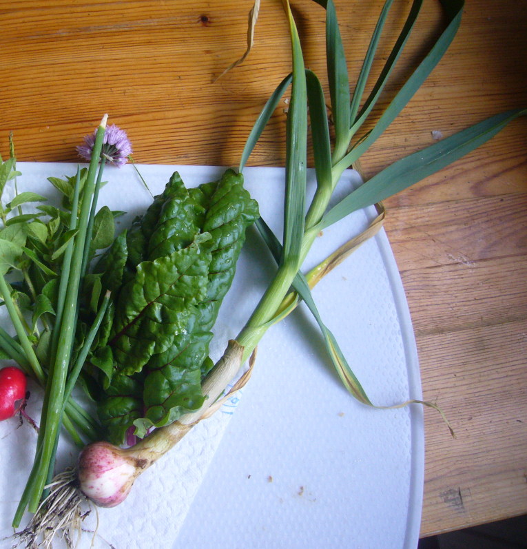 knoblauch.JPG