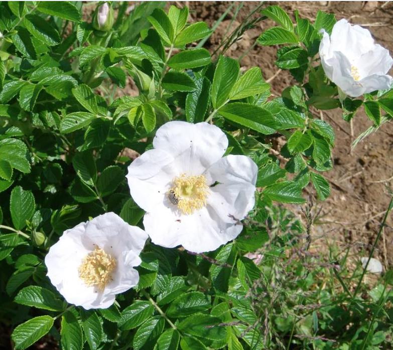 apothekerrose weiss.jpg