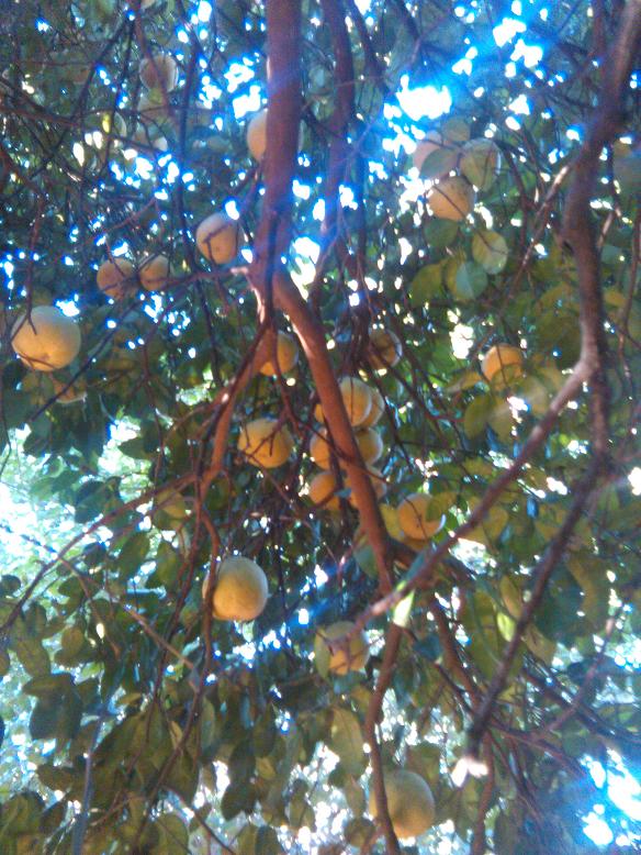 Pomelos im Überfluss