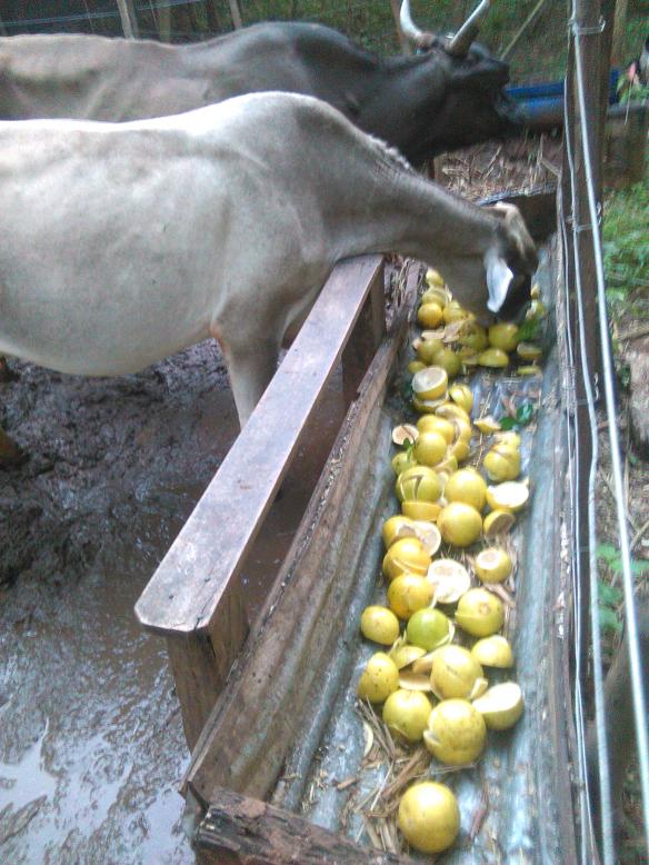 Und den Kühen schmecken sie