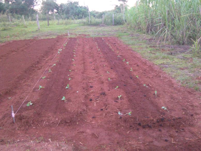 Frisch ausgepflanzter Blumenkohl