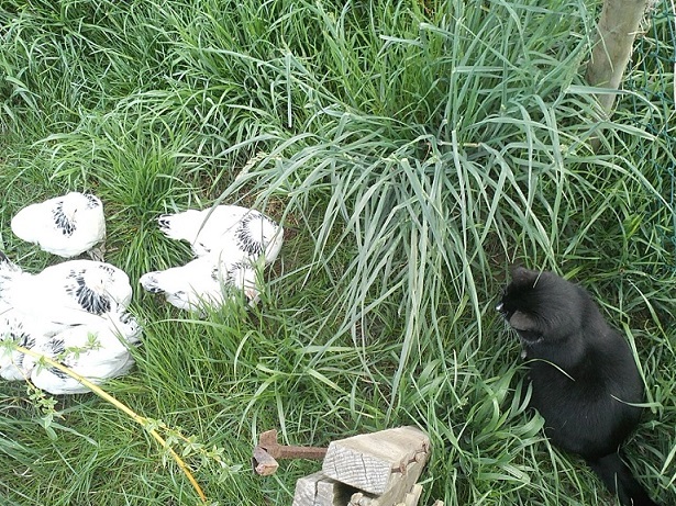 Speckbär und Hühnerbabys