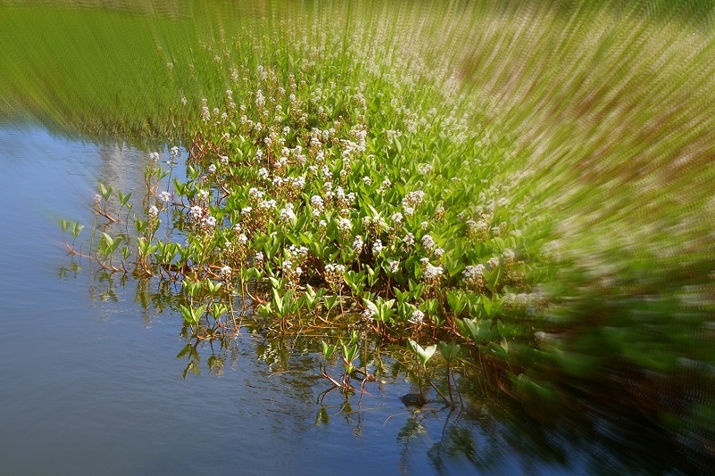 frühling 005a..jpg