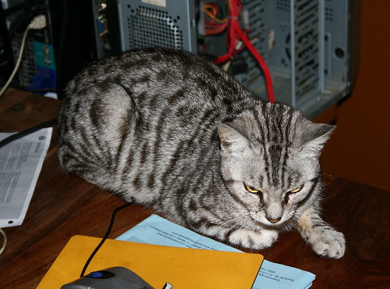 2011-07-13_Katze.jpg