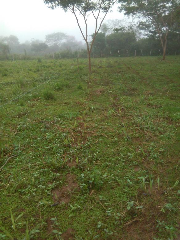 Kamerungras spriest auch schon :D