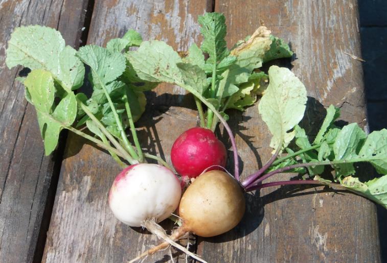 radieschen.jpg