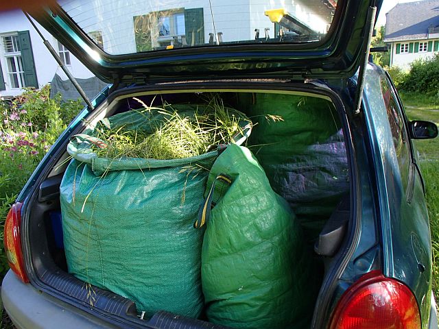 gras in die stadt2.jpg