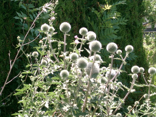 Echinops sphaerocephalus.jpg