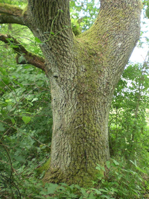 eiche.JPG