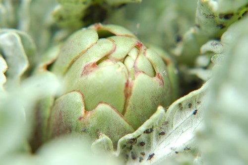 DSC_3628 (Custom).JPG