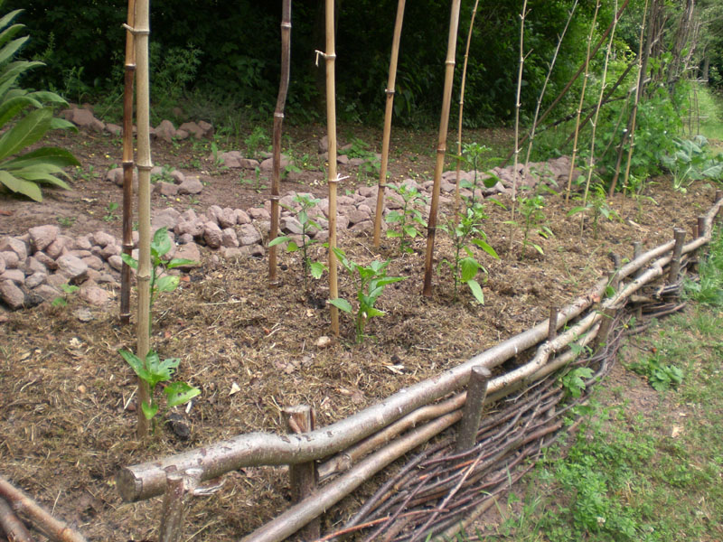 Chilis wollen einfach nicht