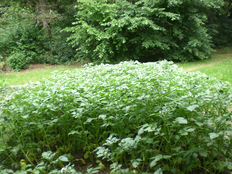 Agria werden riesig hoch und blühen schon seit 2 Wochen