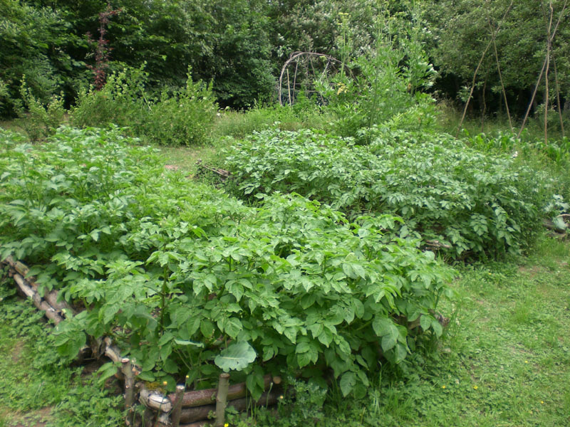 Alte Kartoffelsorten