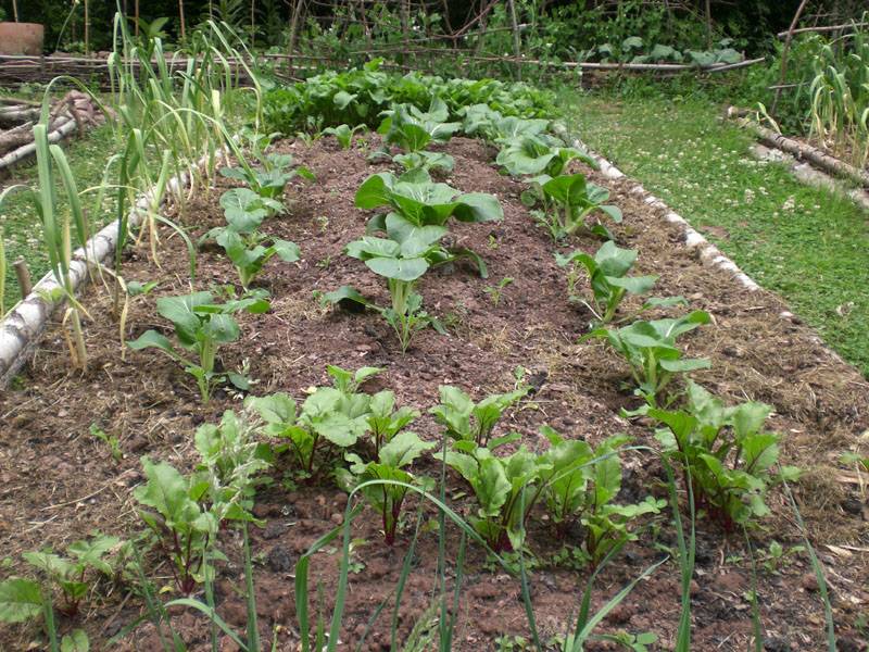 Pak Choi und dazwischen noch kleiner Grünkohl