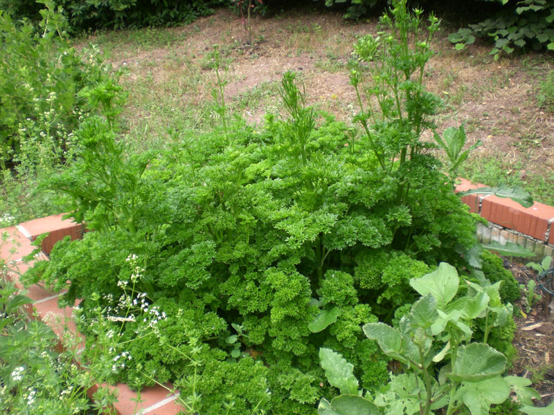 Petersilie ist dieses Jahr riesig