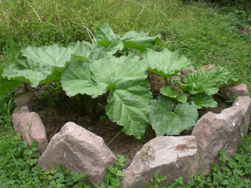Rhabarber wird auch langsam
