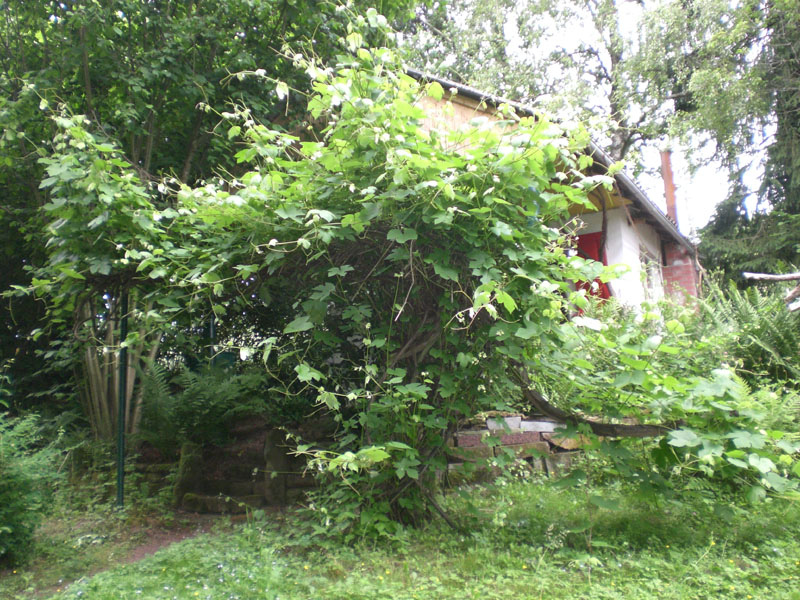 Wein, da ernten wir gerade die Blätter zum einlegen