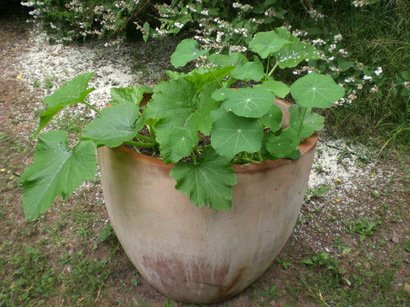 Zucchini kommt jetzt auch so langsam