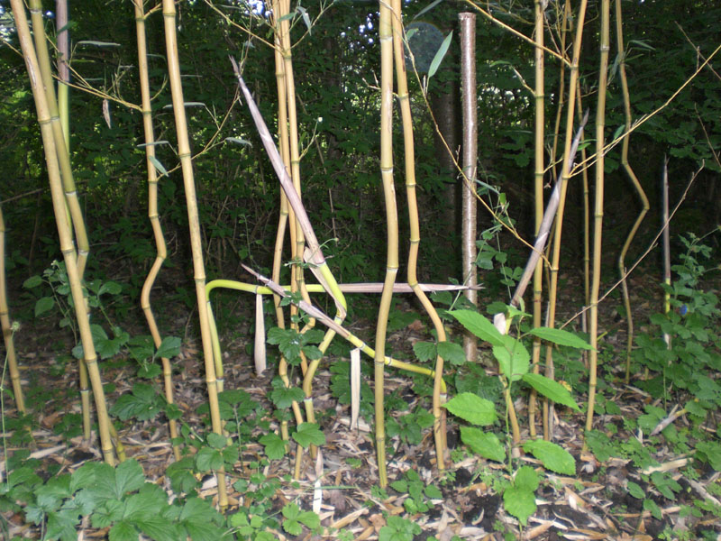 zick-zack-bambus.JPG