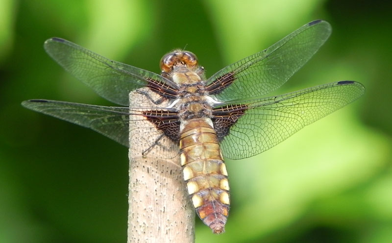 DSCN6143.JPG