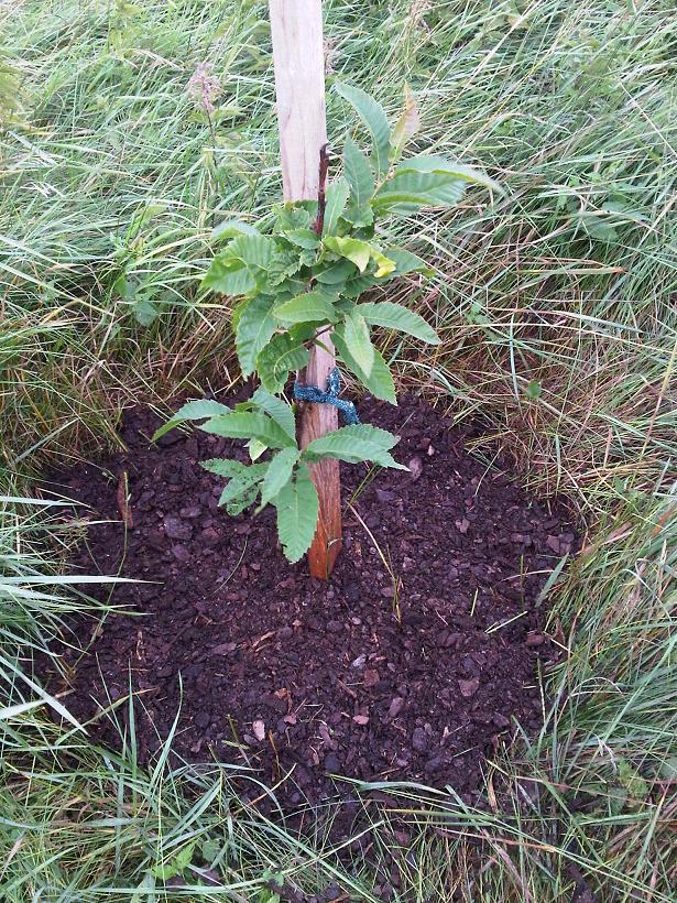 Marone mit frischem Mulch - verkleinert.JPG