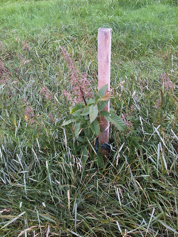 Marone im Gras - verkleinert.JPG