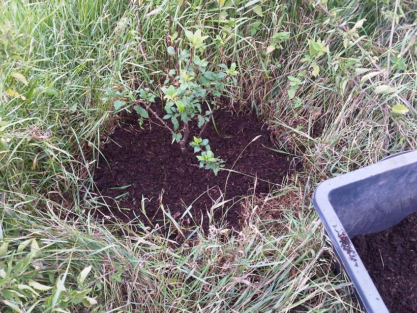 Pflanze frei mit neuem Mulch - verkleinert.JPG