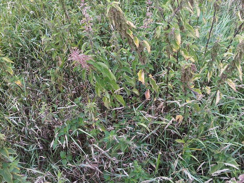 wo ist die Pflanze - verkleinert.JPG