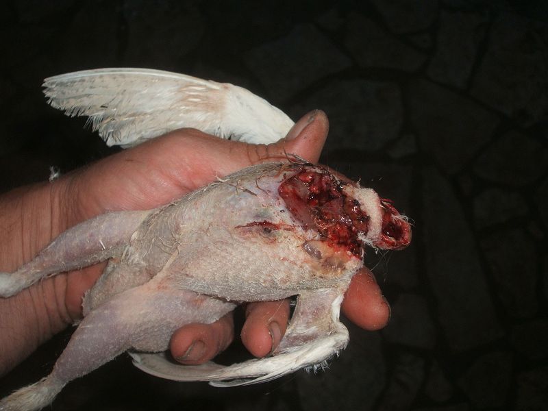 k-gekillte_wachtel2.jpg