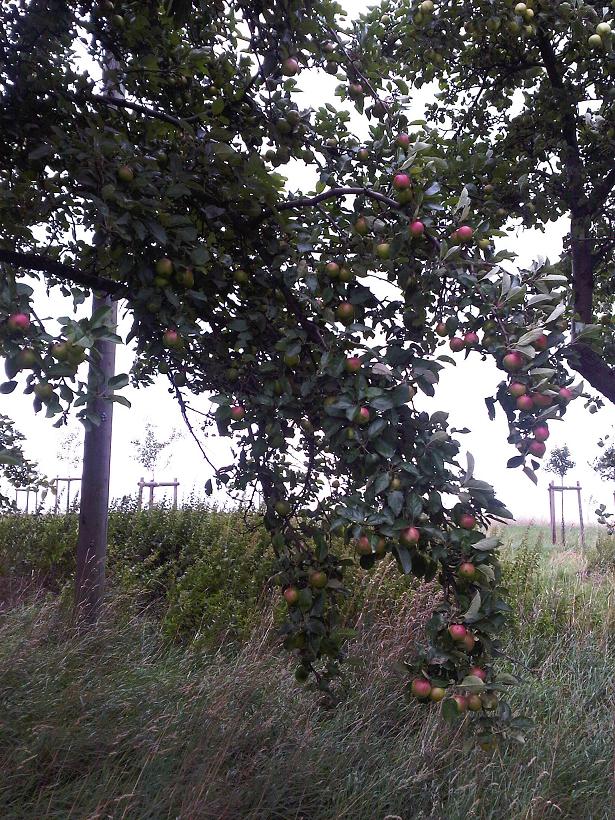 alter Apfelbaum - verkleinert.JPG