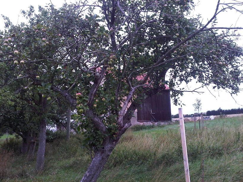 alter verwachsener Apfelbaum - verkleinert.JPG