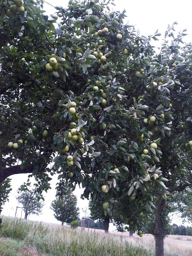 Apfelbaum alt grüne Äpfel - verkleinert.JPG
