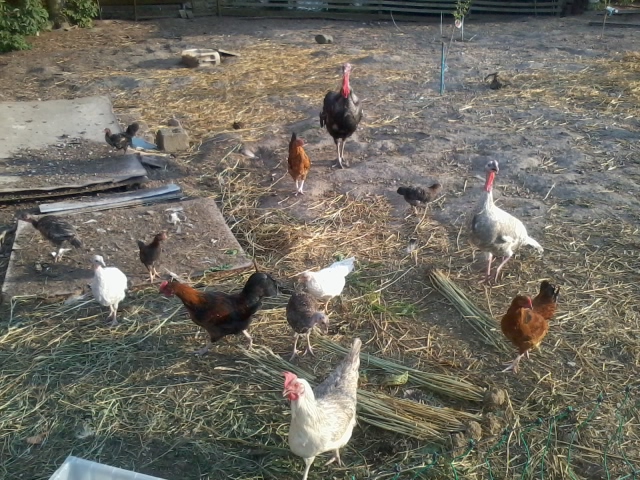 2015-07-03 19.35.51.jpg