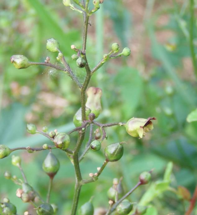 blüte und verblühte kugerln.jpg