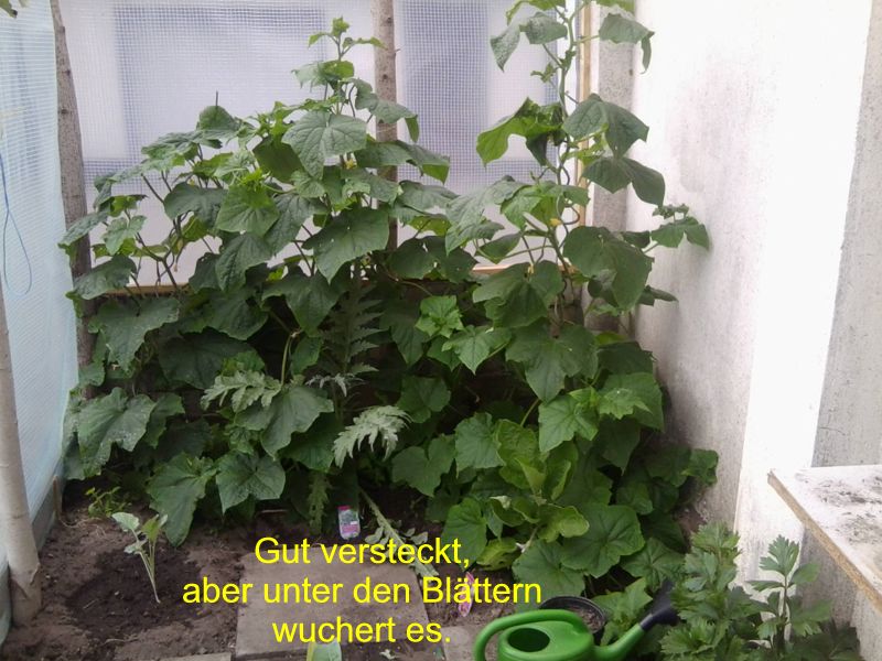 gurken.jpg