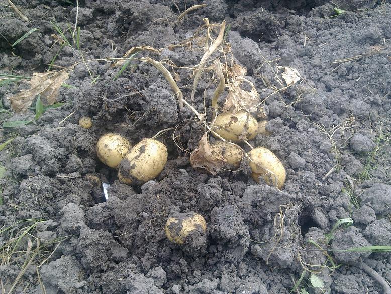 Frühkartoffel "Solist"