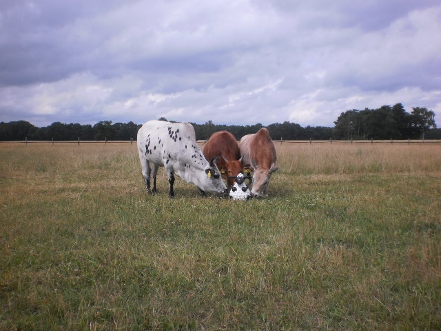 Das Schaf wurde voll von der neuen Herde akzeptiert.