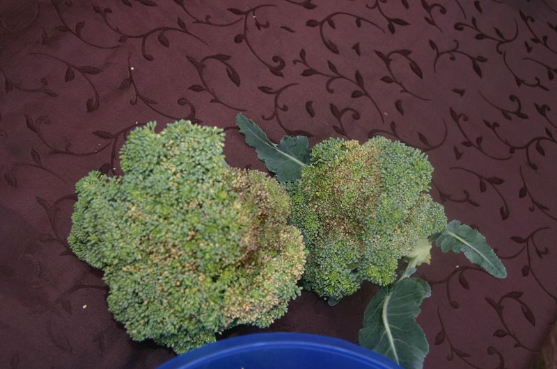 k-brokkoli1.jpg