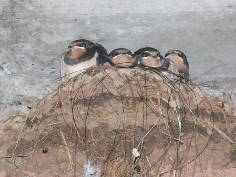 Schwalben 17.06.15.JPG