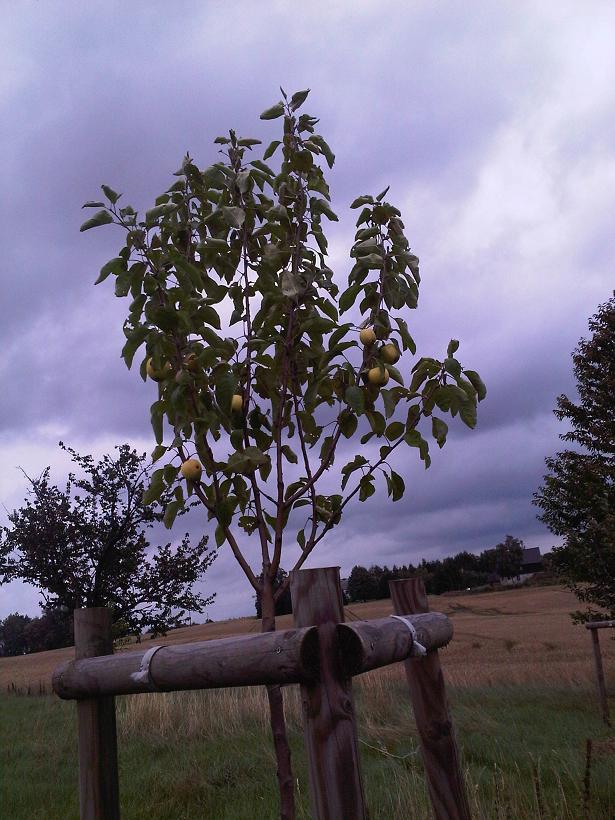 Umrandung Apfelbaum - verkleinert.JPG