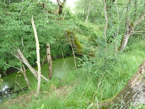 Teich.JPG