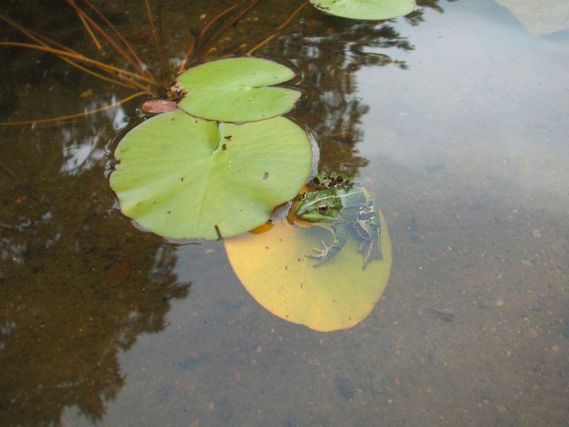 k-frosch.jpg