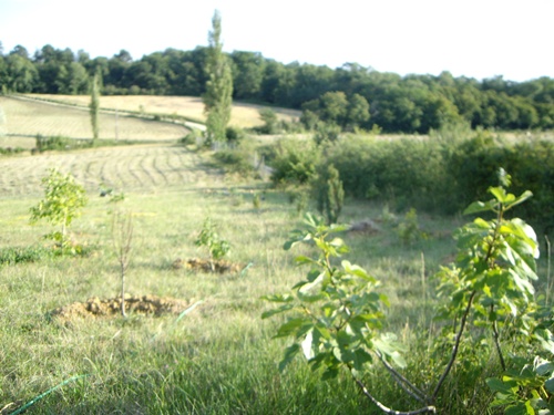 Waldstreifen 60 Bäume 2011