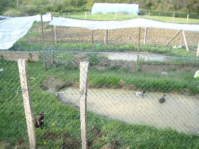 Enteich 2011 mit Schattenversuch